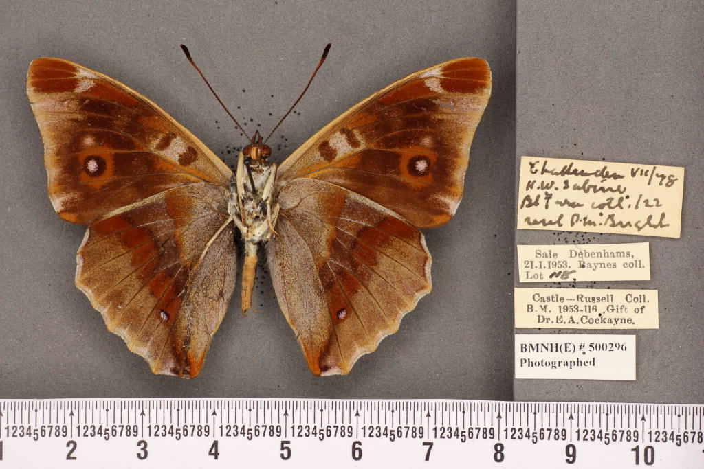 Apatura iris iole male (aberration, verso) 01 [Internet image property of respective owner, non commercial use only]